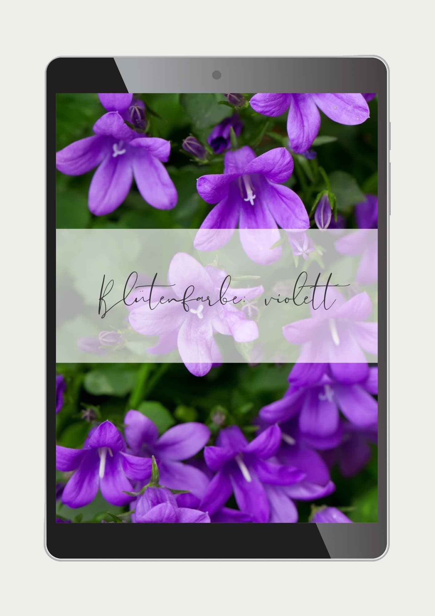 Galeriebild